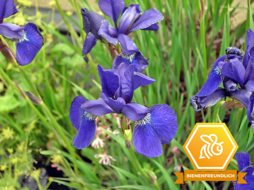 Wiesenschwertlilie - Iris Sibirica